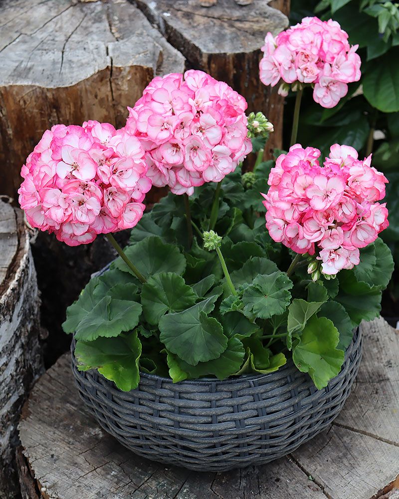 Pelargoni Strawberry Bunny Ice