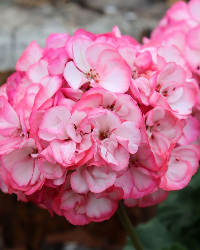Pelargoni Strawberry Bunny Ice