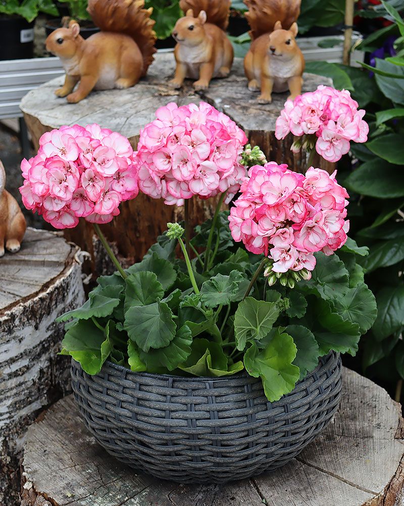 Pelargoni Strawberry Bunny Ice