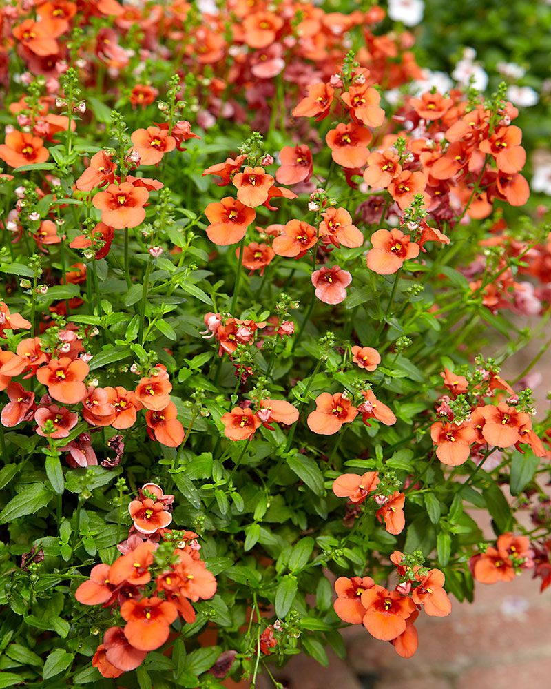 Amppelidiana My Darling Tangerine 3 kpl
