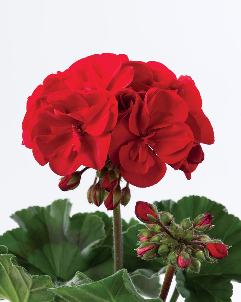Pelargoni Bernd 3 kpl