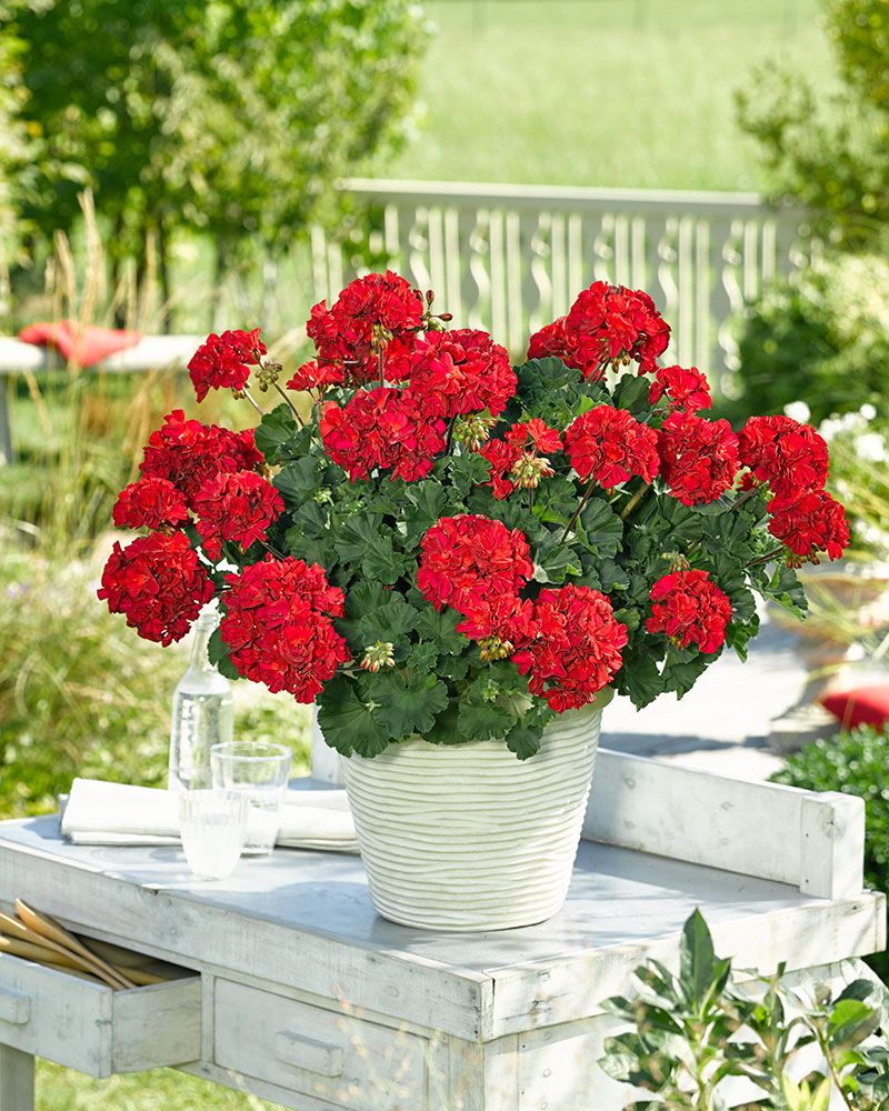 Pelargoni Bernd 3 kpl