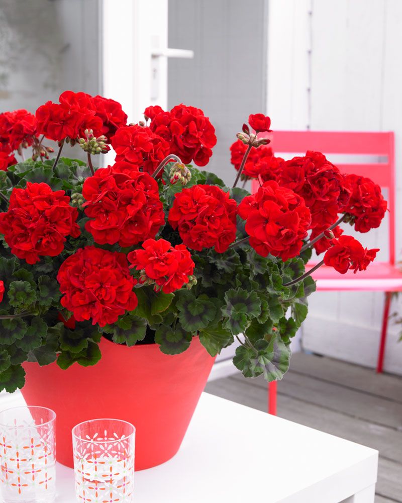 Pelargoni Bernd 3 kpl