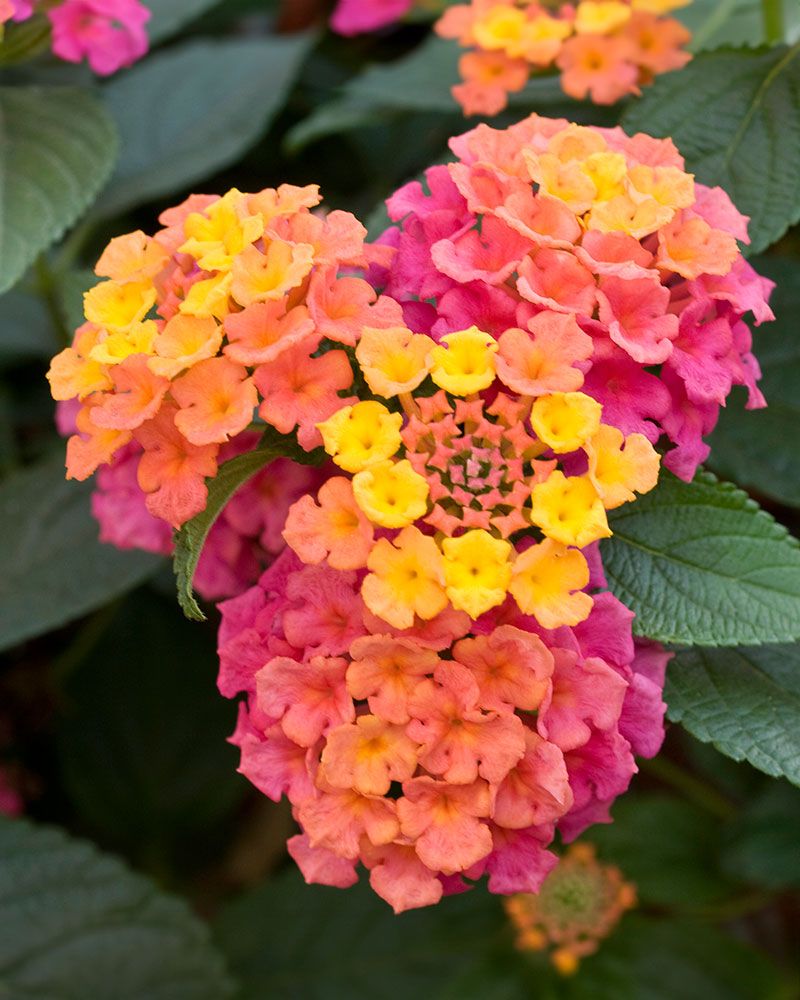 Kirjotulikruunu Lucky Rose Sunrise