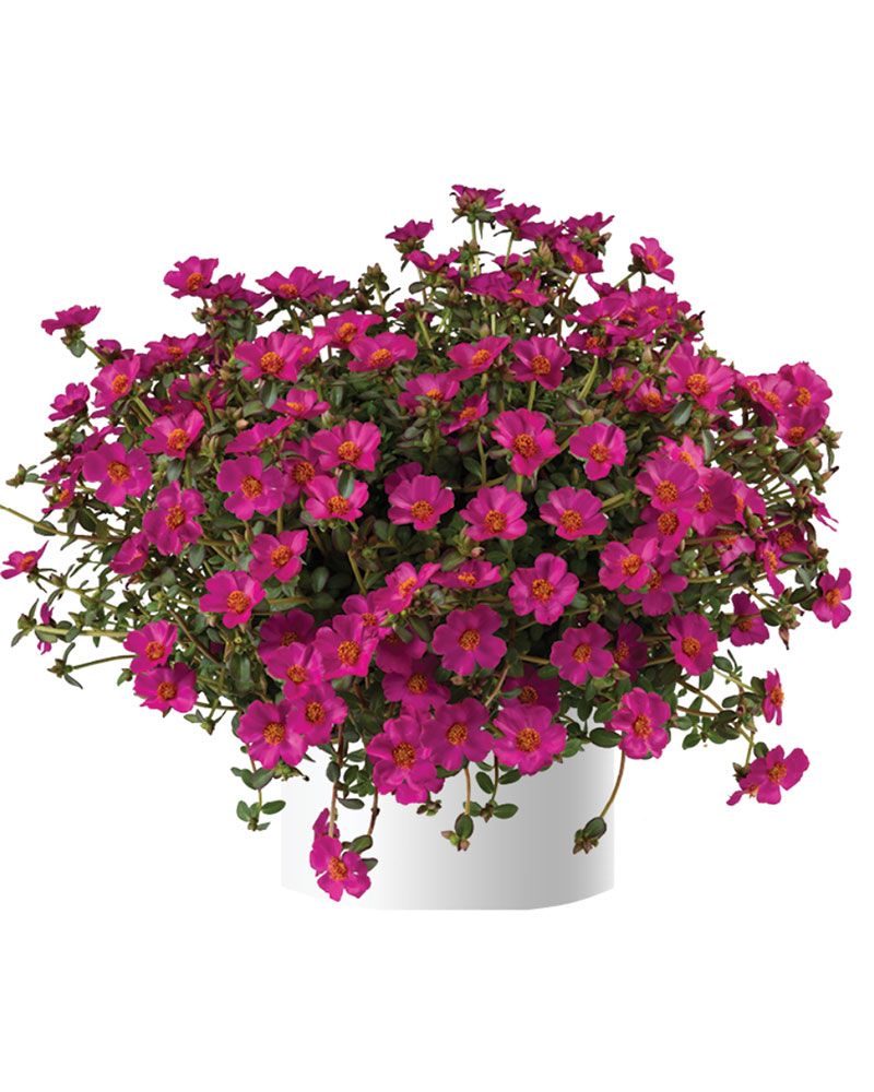 Portulakka Mega Pazzaz Purple