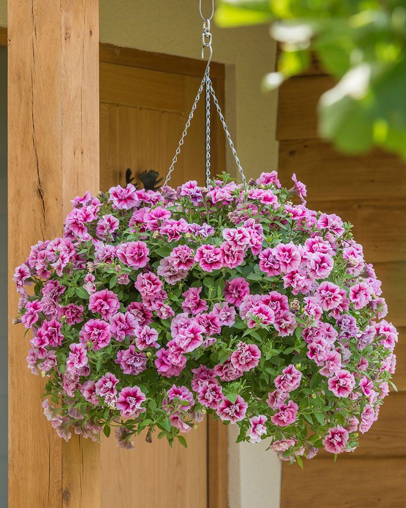 Kerrattu petunia Francesca