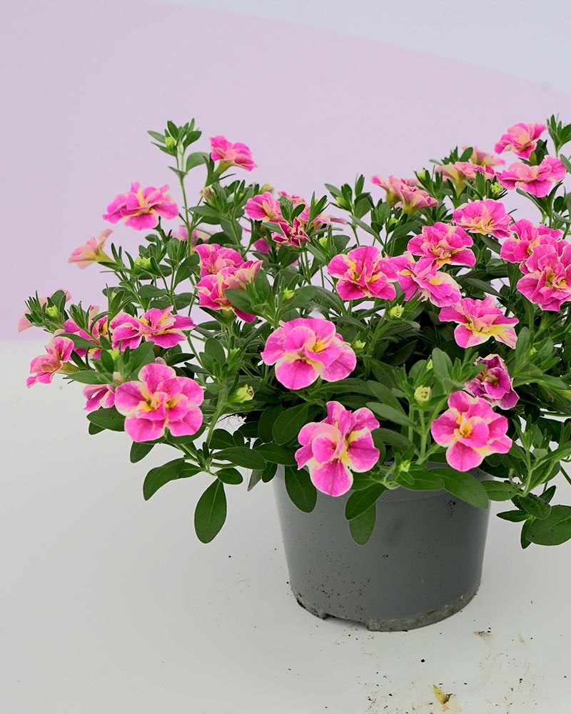 Kerrattu miljoonakello Loopy Pink 3 kpl