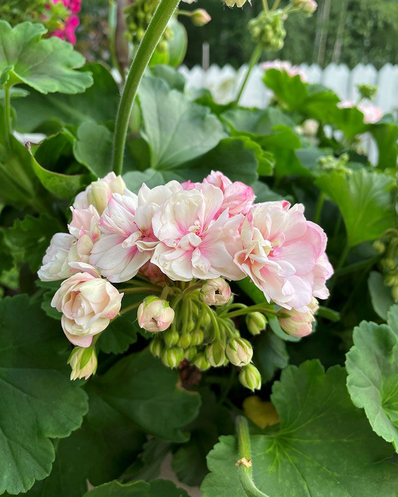 Pelargoni Paperbloom