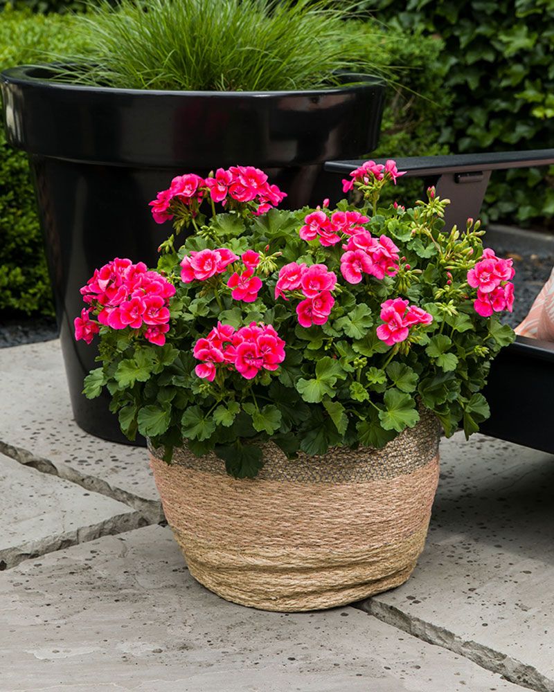 Pelargoni Pink Splash