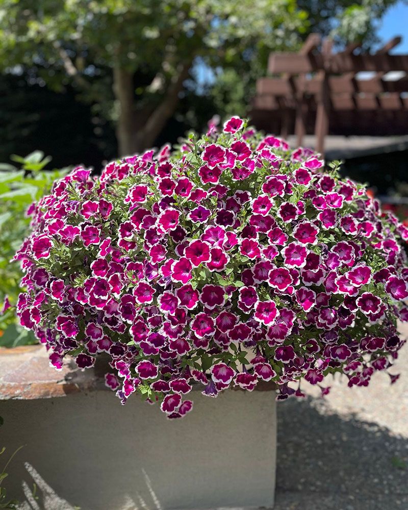 Petunia Painted Love Purple 3 kpl