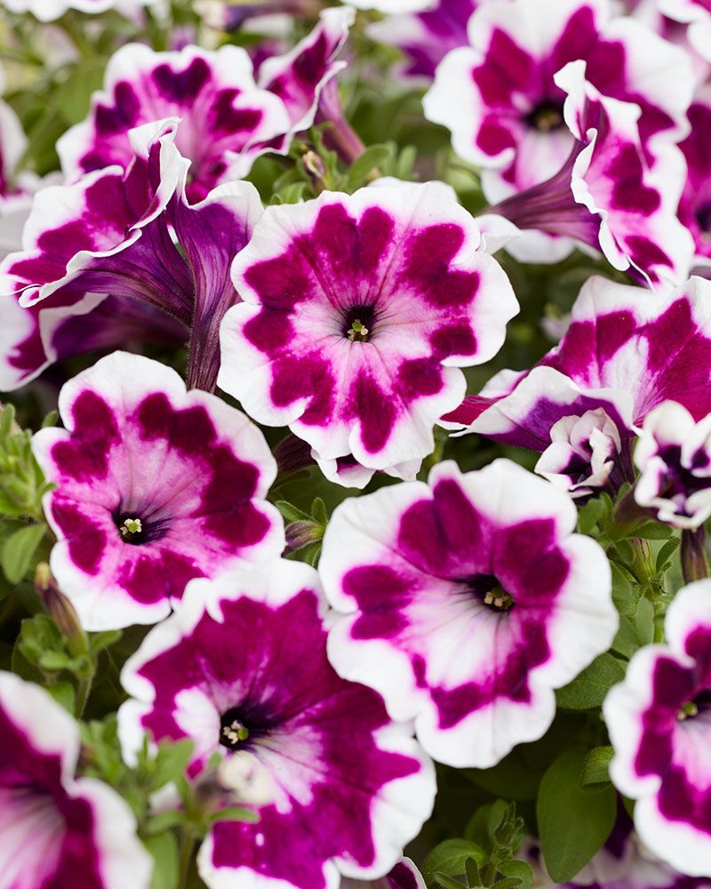 Petunia Painted Love Purple 3 kpl