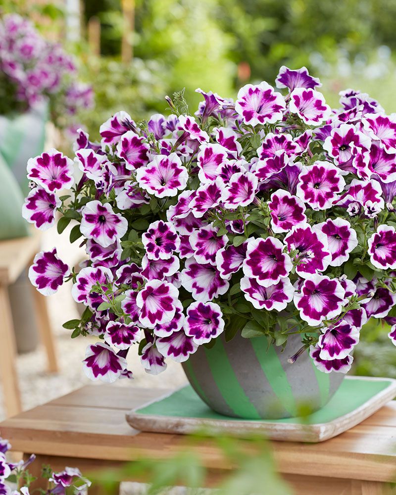 Petunia Painted Love Purple 3 kpl