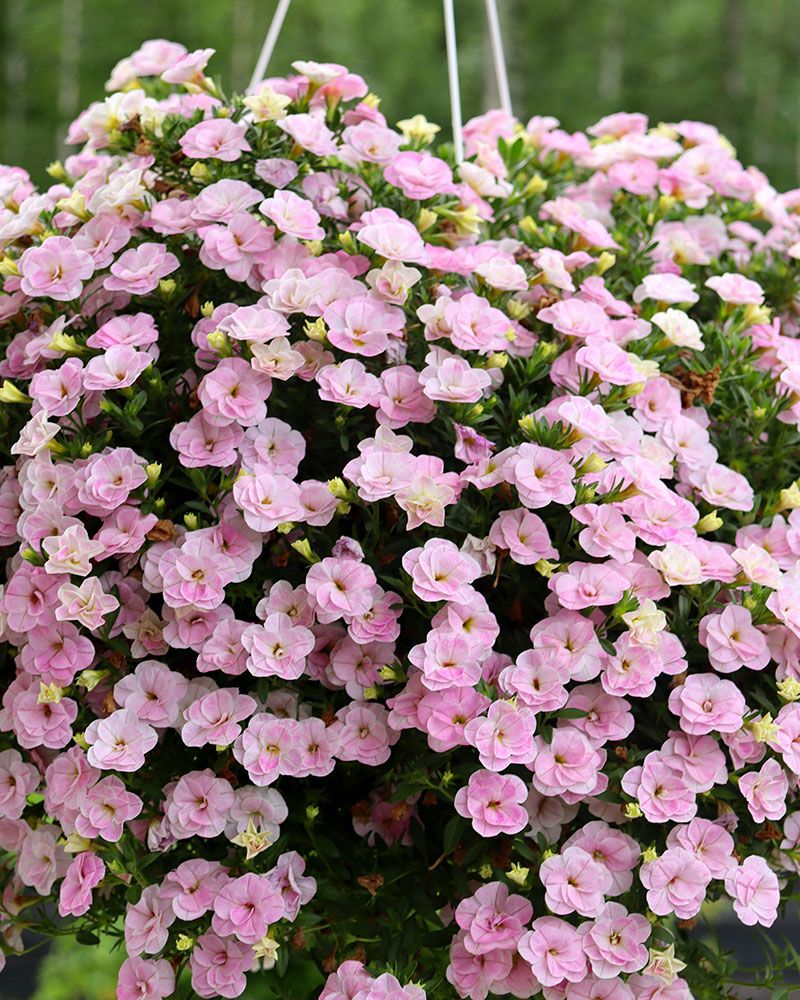 Kerrattu miljoonakello Double Pastel Pink