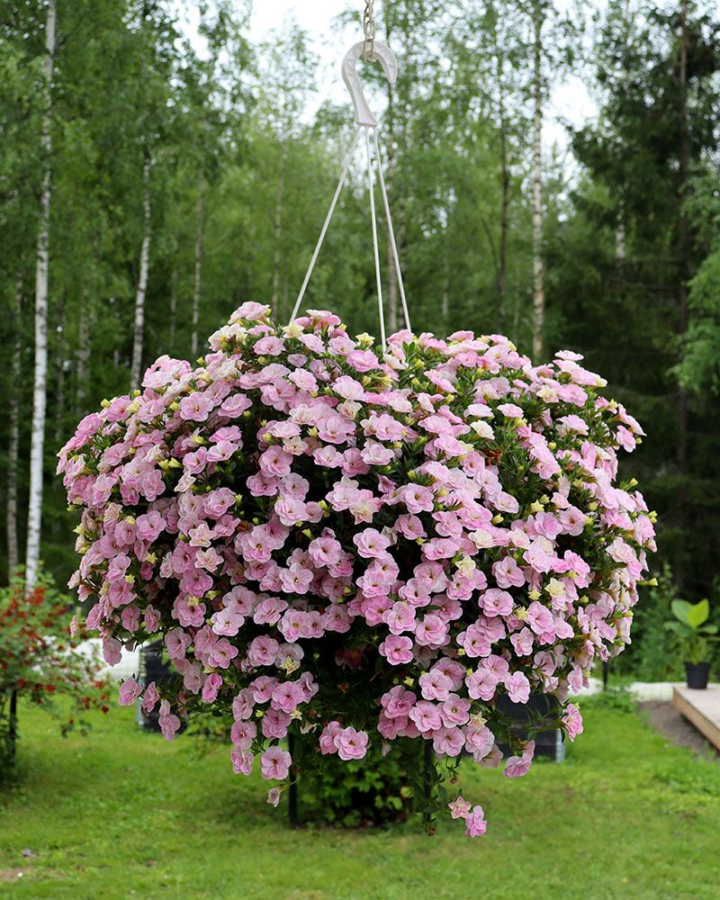 Kerrattu miljoonakello Double Pastel Pink