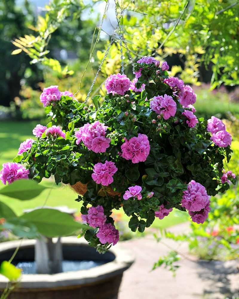 Riippapelargoni Atlantic Lavender