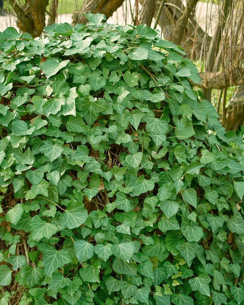 Muratti 3 kpl