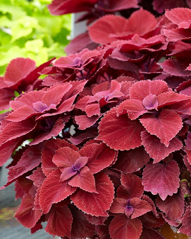 Värinokkonen Redhead 3 kpl