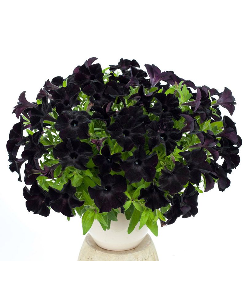 Petunia Black Ray 3 kpl