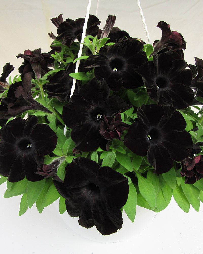 Petunia Black Ray 3 kpl