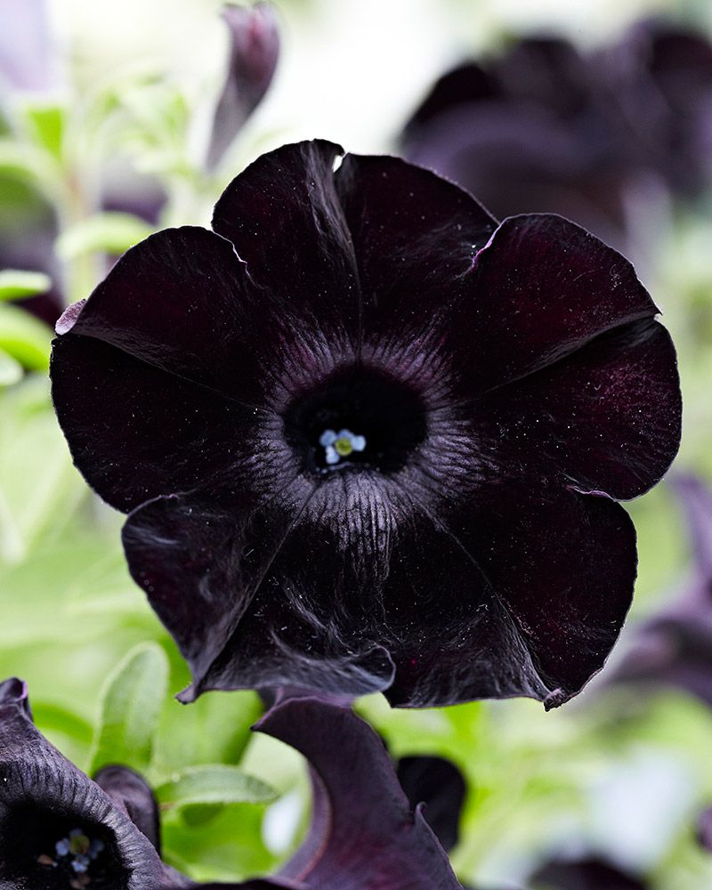 Petunia Black Ray 3 kpl