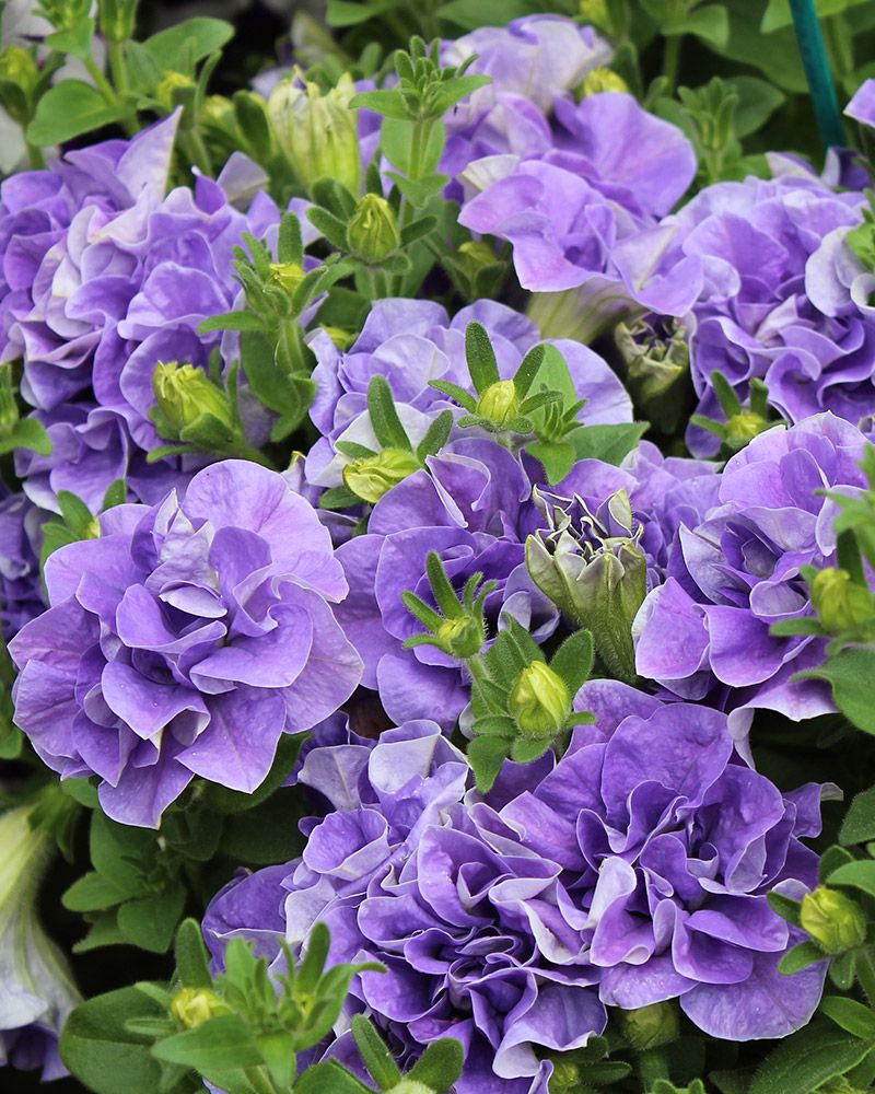 Kerrattu petunia Maria