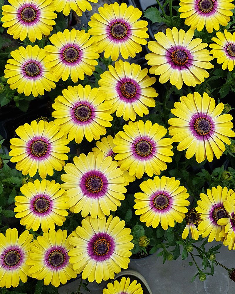Tähtisilmä Tropical Sun 3 kpl