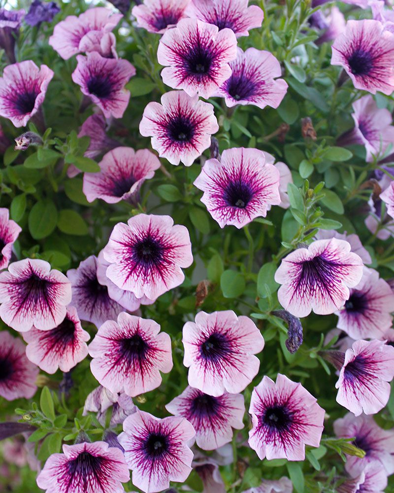 Petunia Purple Vein