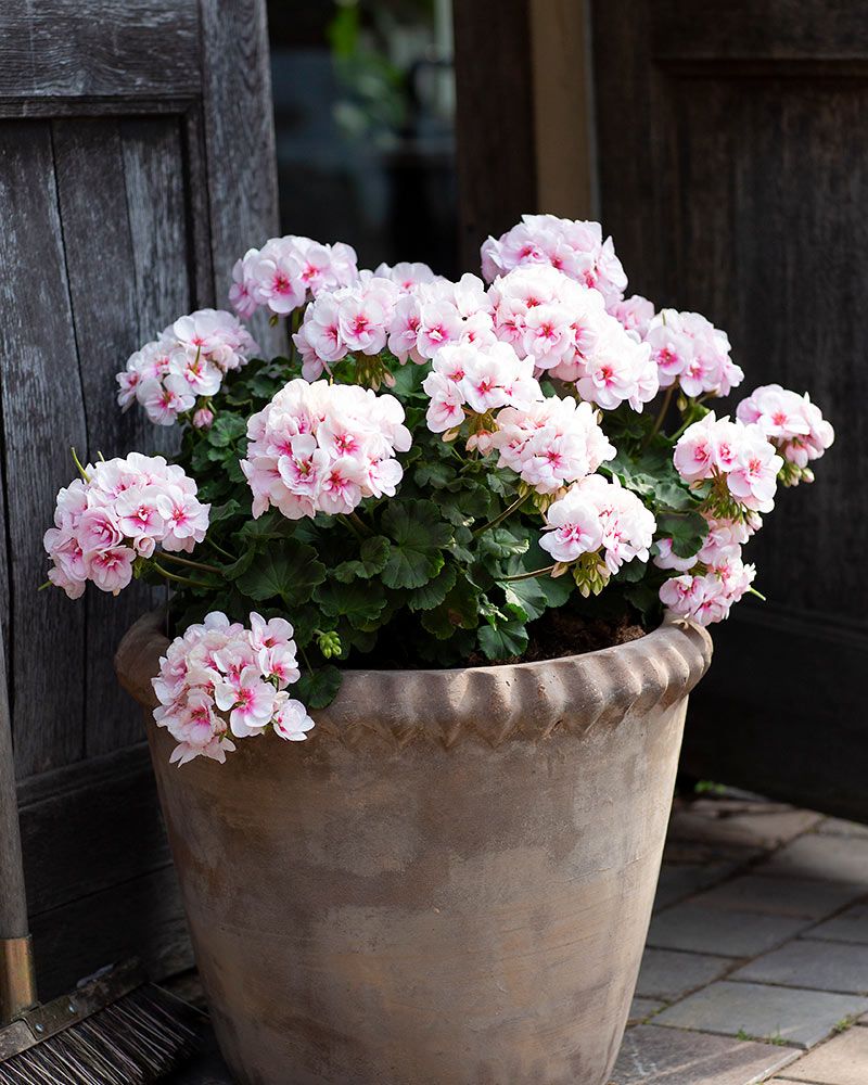 Kerrattu pelargoni Estelle