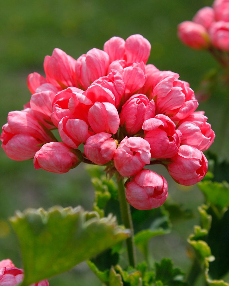 Tulppaanipelargoni Pink Pandora