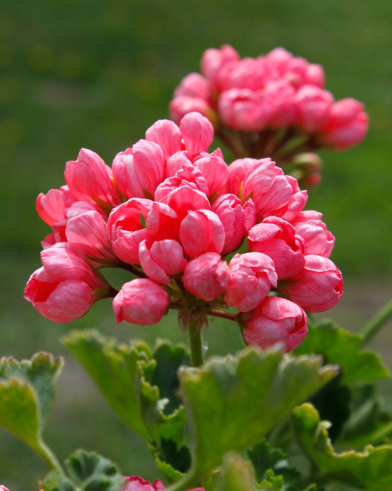 Tulppaanipelargoni Pink Pandora