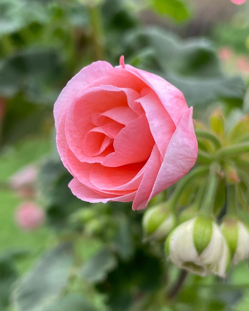 Ruusunnuppupelargoni Rosebud Astrid