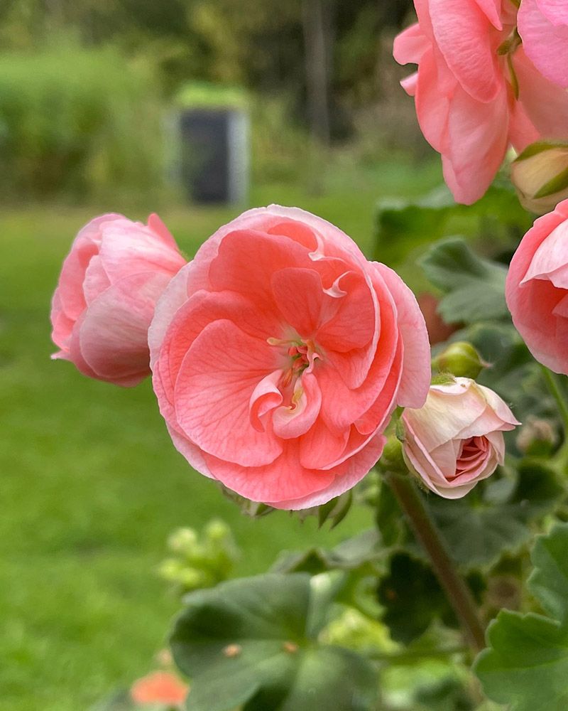 Ruusunnuppupelargoni Rosebud Astrid