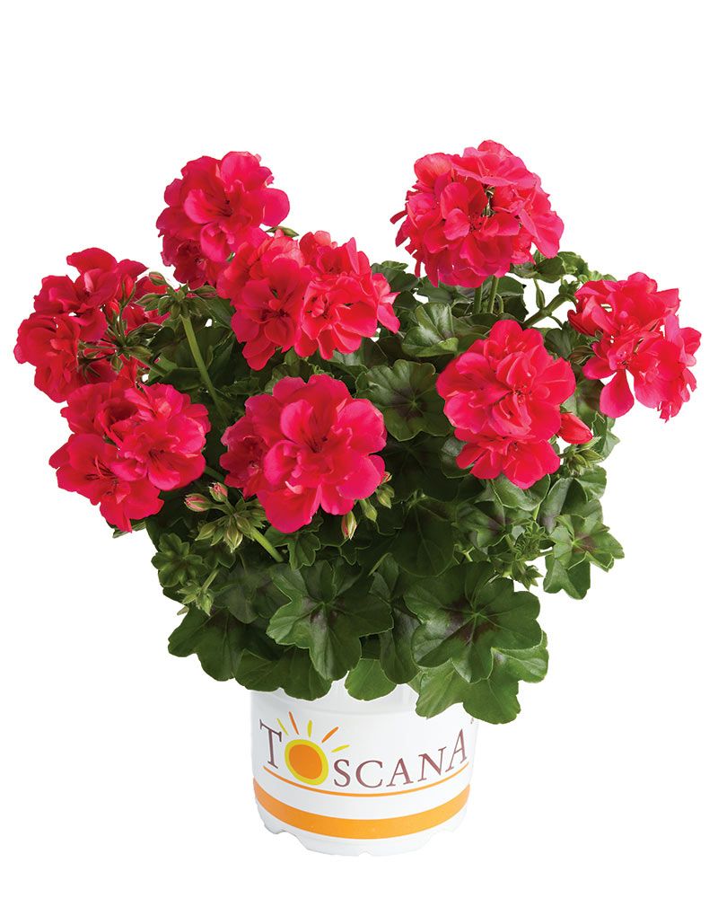 Riippapelargoni Sunflair Josina Hot Pink