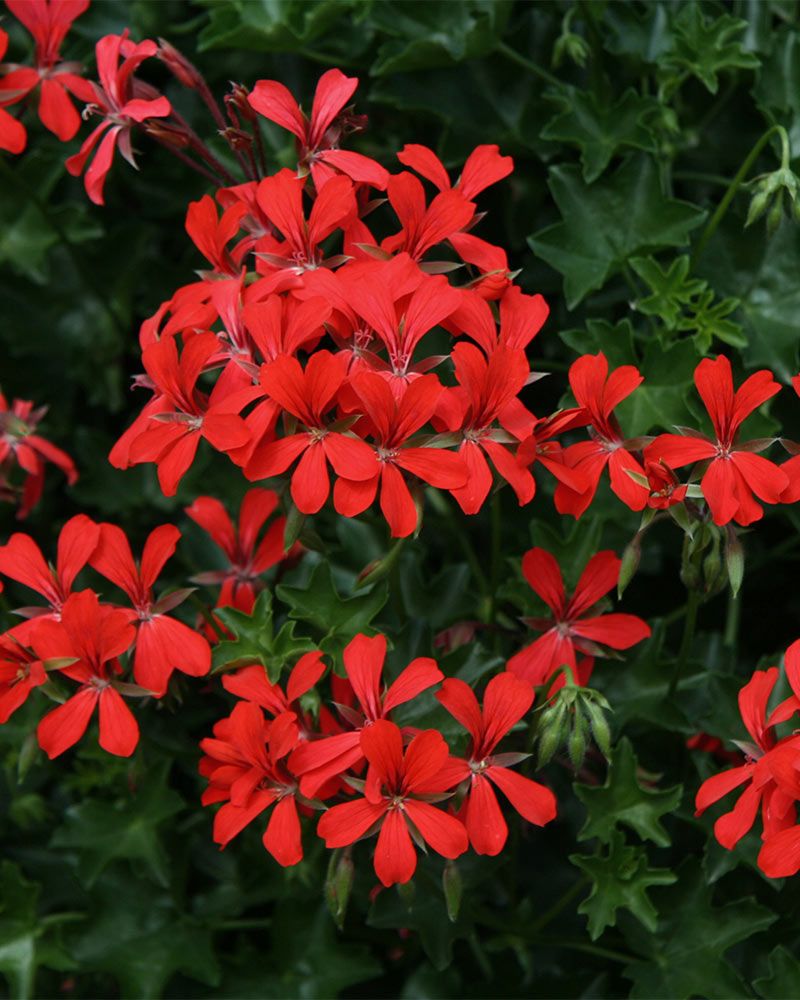 Riippapelargoni Decora Rood