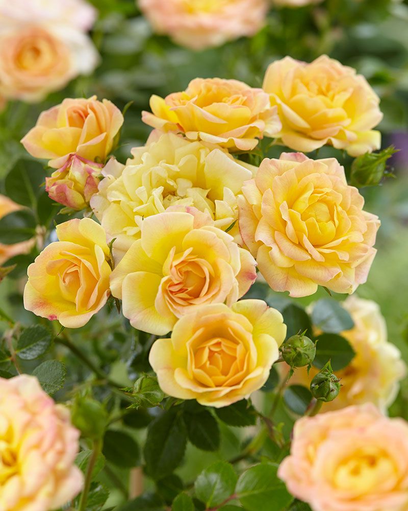 Peittoruusu Yellow Fairy 3 kpl