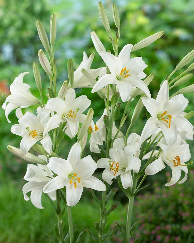 Madonnanlilja 3