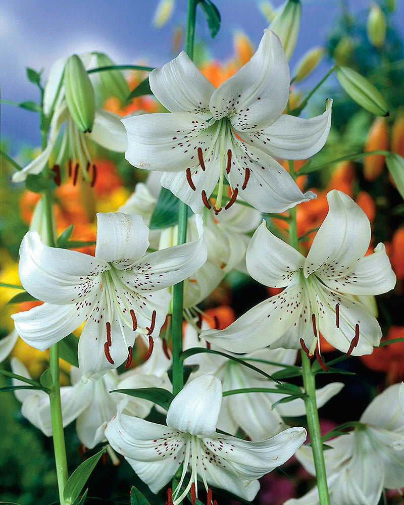 Tiikerililja White Twinkle 5 kpl
