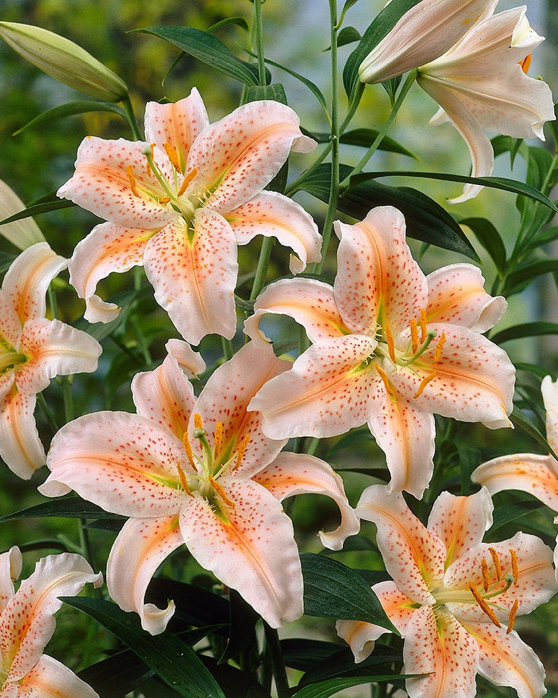 Oriental-lilja Salmon Star 10 kpl