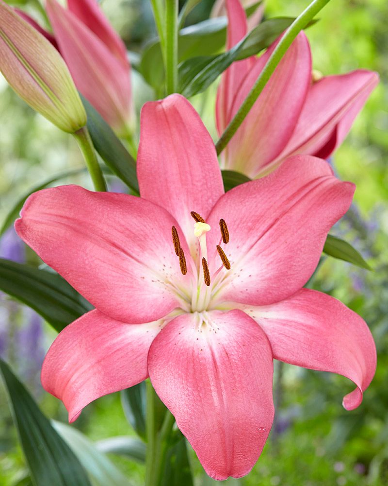 Lilja LA-hybridi Arbatax 10 kpl