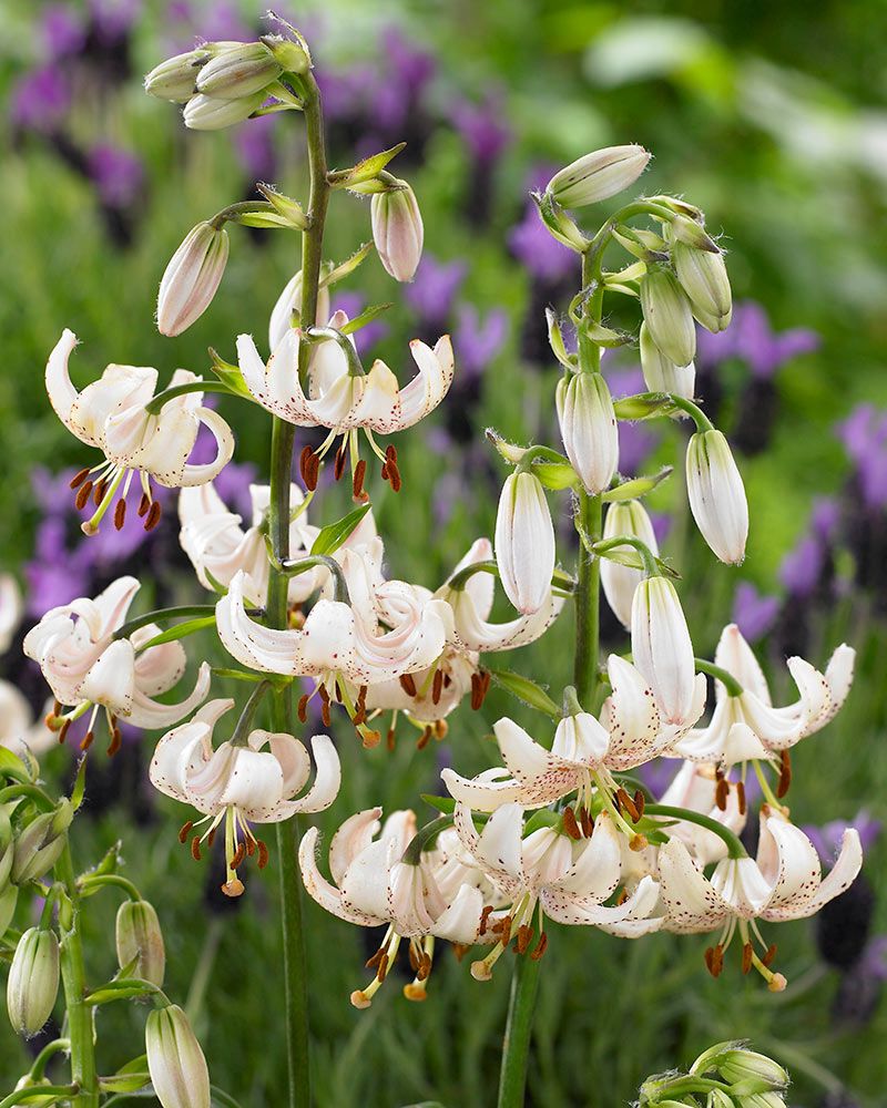 Varjolilja Albiflorum 3 kpl
