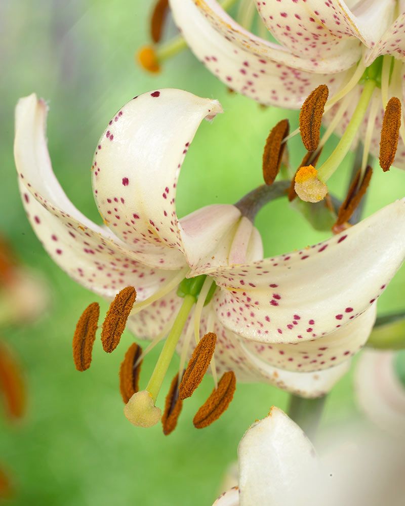 Varjolilja Albiflorum 3 kpl