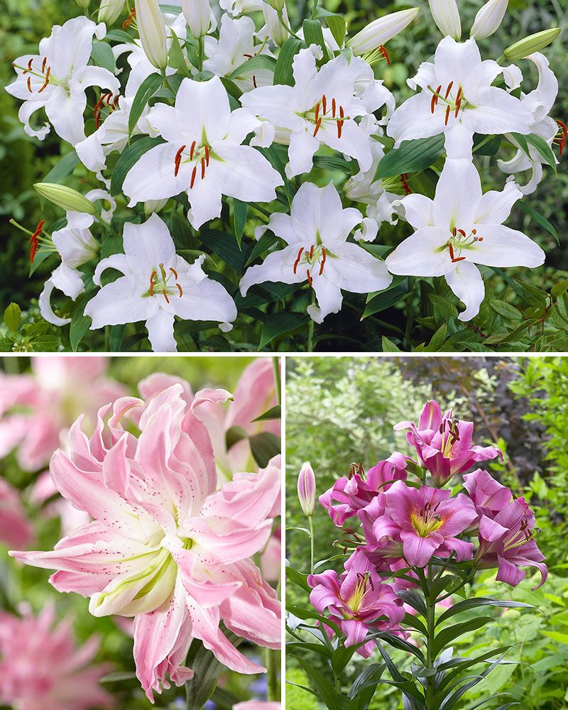 Hurmaava lilja mix 20 kpl