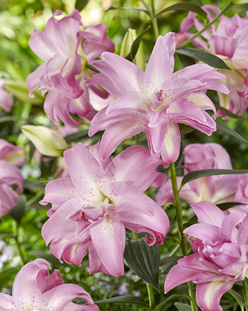 Kerrattu Oriental-lilja Lotus Dream 5 kpl