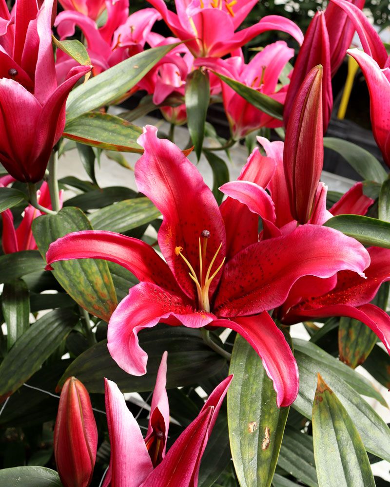 Oriental-lilja Red Flash 5 kpl