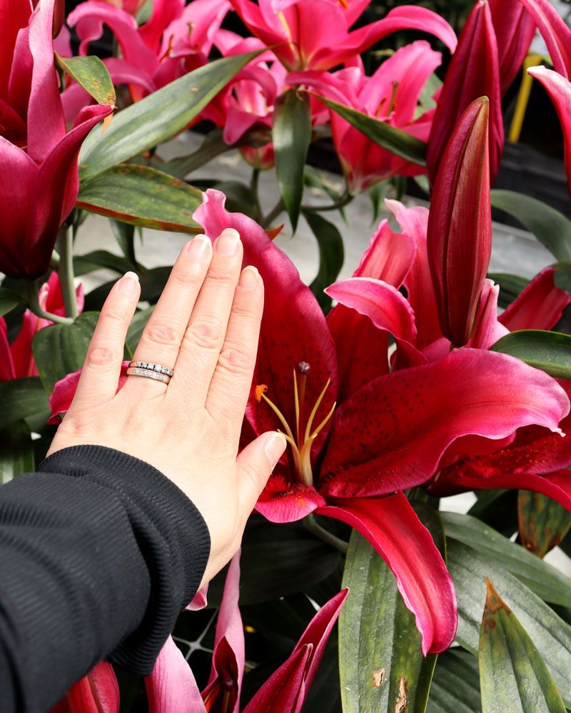 Oriental-lilja Red Flash 5 kpl