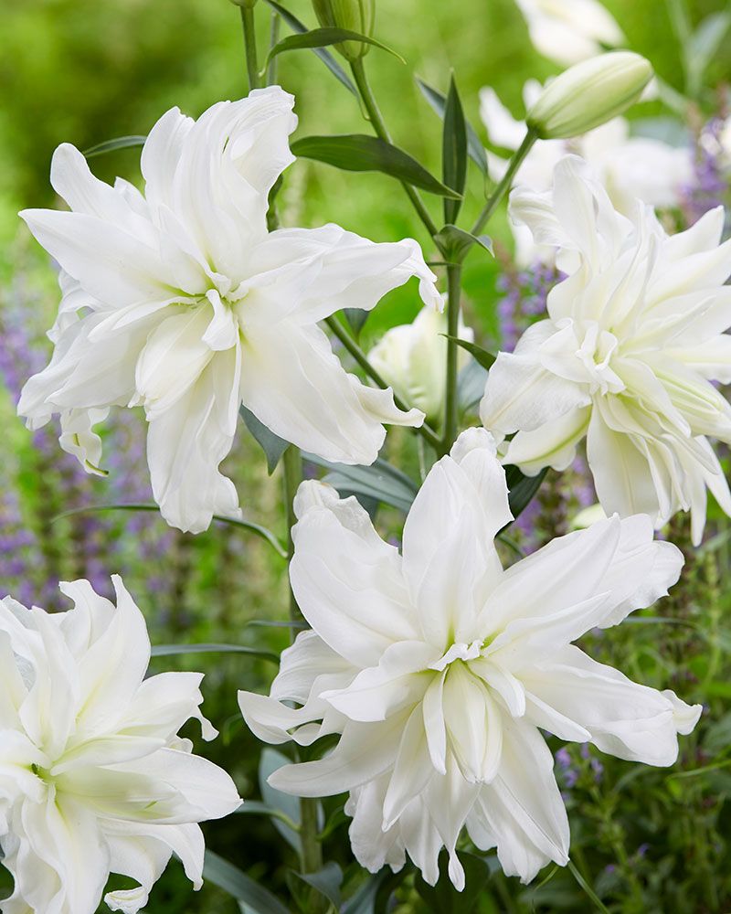 Kerrattu Oriental-lilja Lotus Ice 5 kpl