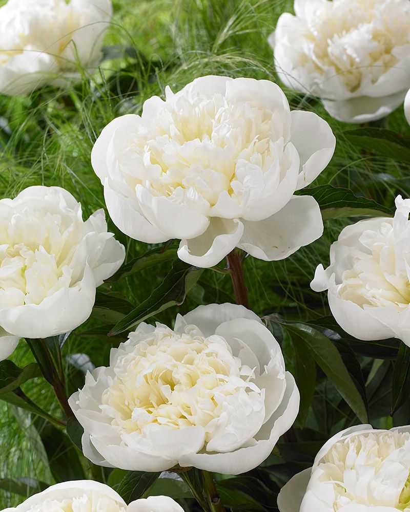 Kiinanpioni Duchesse de Nemours astiataimi