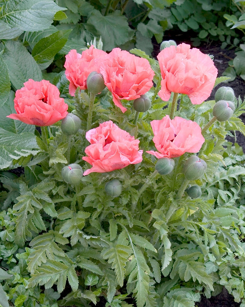 Tarhaidänunikko Pink Pearl 3 kpl