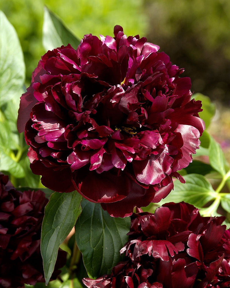 Kiinanpioni Black Beauty 3 kpl