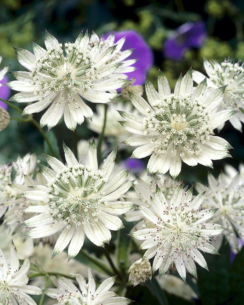 Isotähtiputki Snow Star 3 kpl